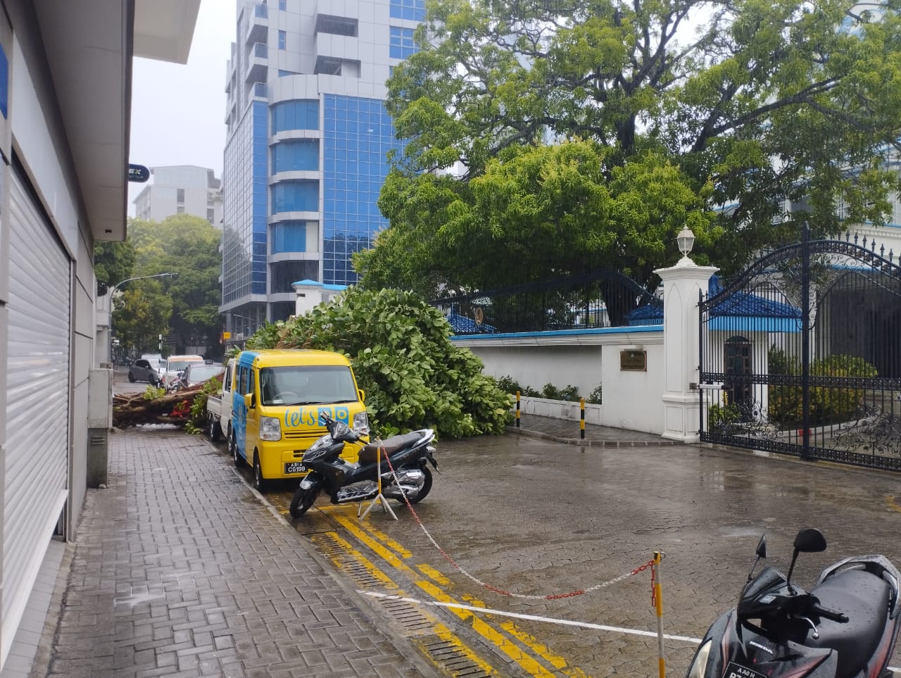 ގަދަވަޔާއެކު މާލޭ އޯކިޑް މަގުގައި ހުރި ގަހެއް ވެއްޓިޖެ