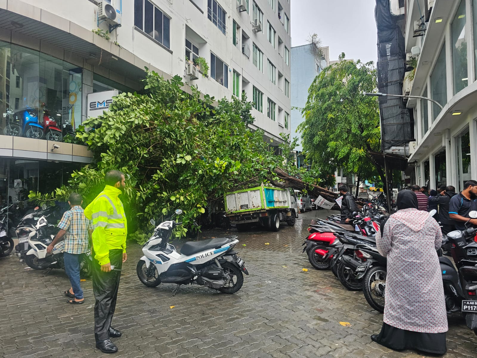 ގަދަ ވަޔާއެކު އޯކިޑް މަގުގައި ހުރި ގަހެއް ވެއްޓި، ޕާކުކޮށްފައި ހުރި އުޅަނދުތަކަށް ގެއްލުންވެއްޖެ
