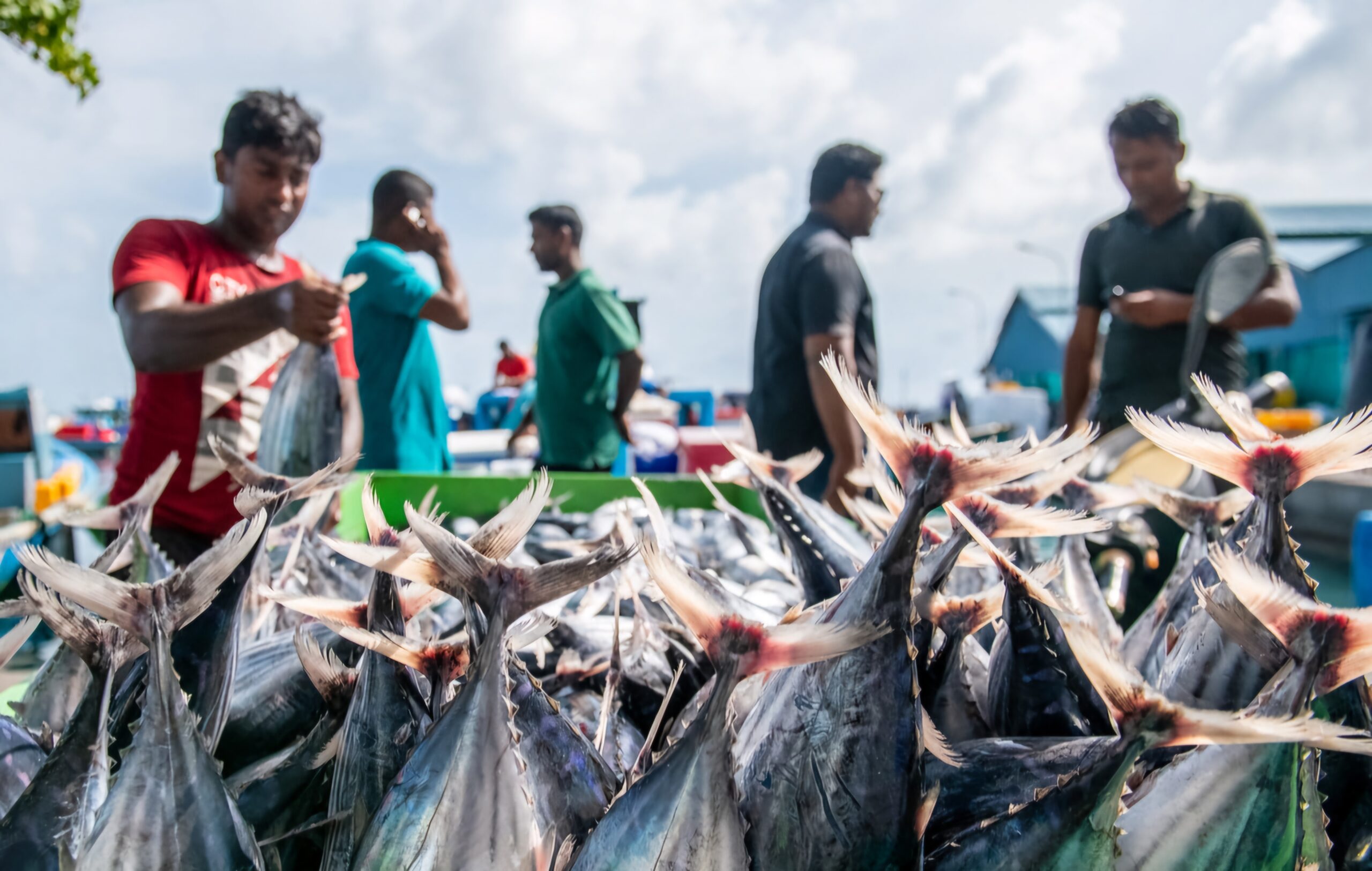 މިފްކޯއިން ފުވައްމުލަކުން މަސް ގަންނަން އޮގަސްޓު މަސްތެރޭގައި ފަށަނީ